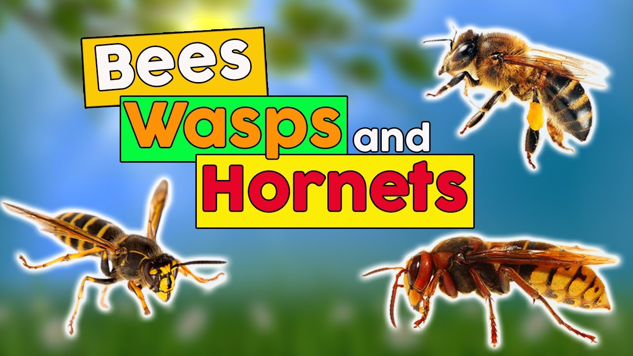 🆕 Пчелы, осы и шершни ➡ Факты о пчелах, осах и шершнях 2020 года Видео 🐝🐝