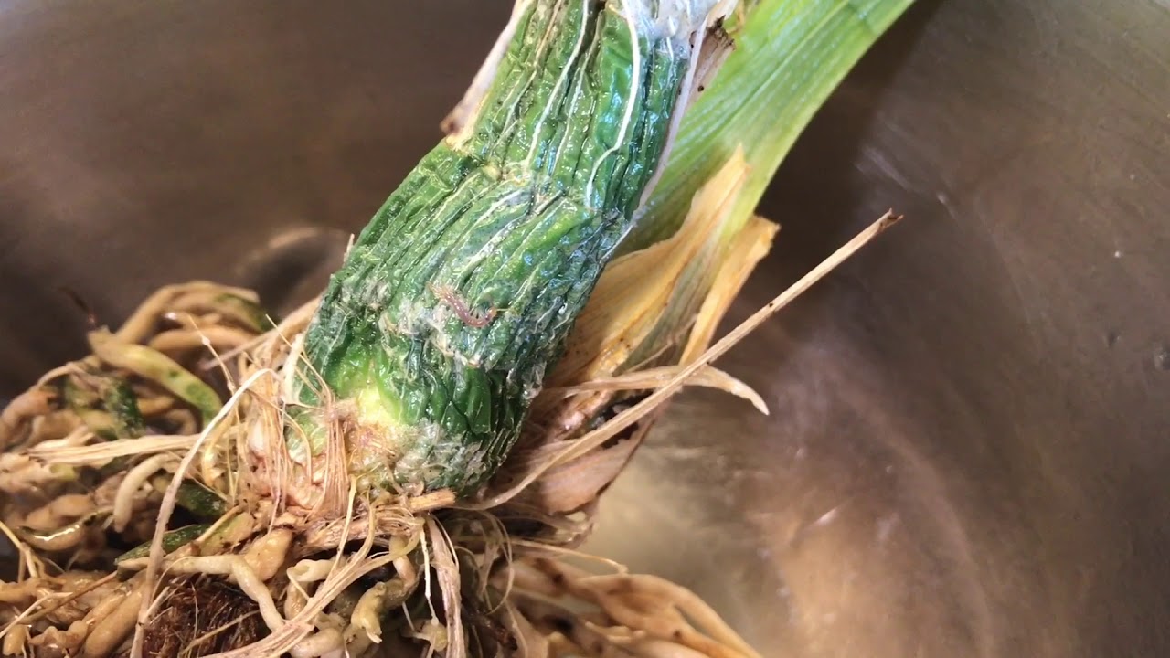 Repotting my New Clowesia Rebecca Northen Grapefruit Pink: Semi-Hydroponics