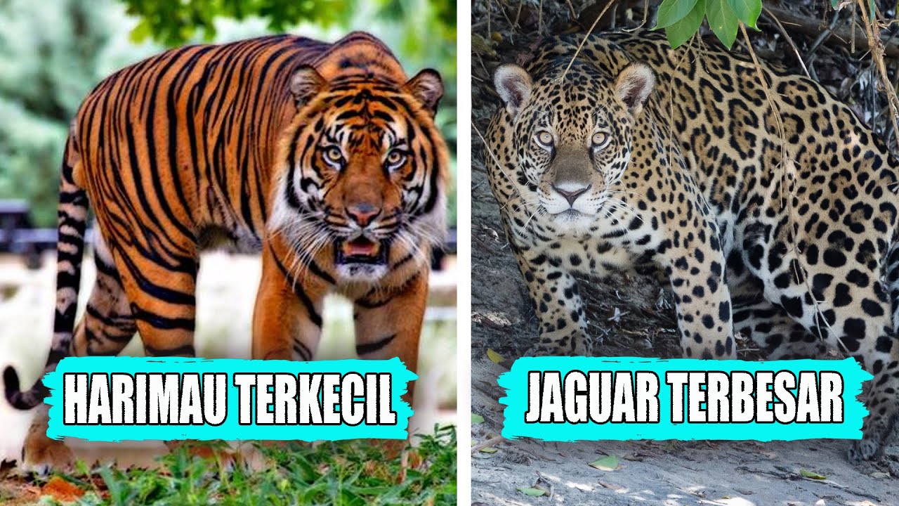 Mampukah Jaguar Pantanal Mengalahkan Harimau Sumatra?