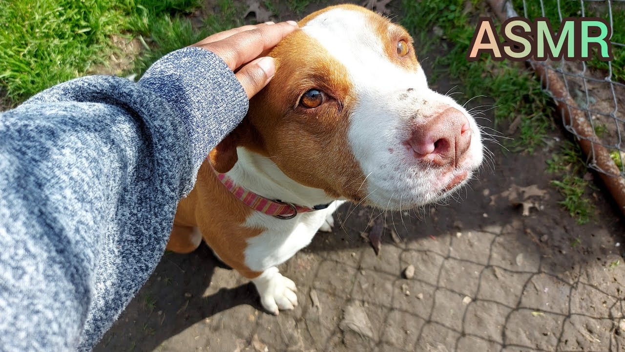 ASMR | Petting & Scratching My Dog