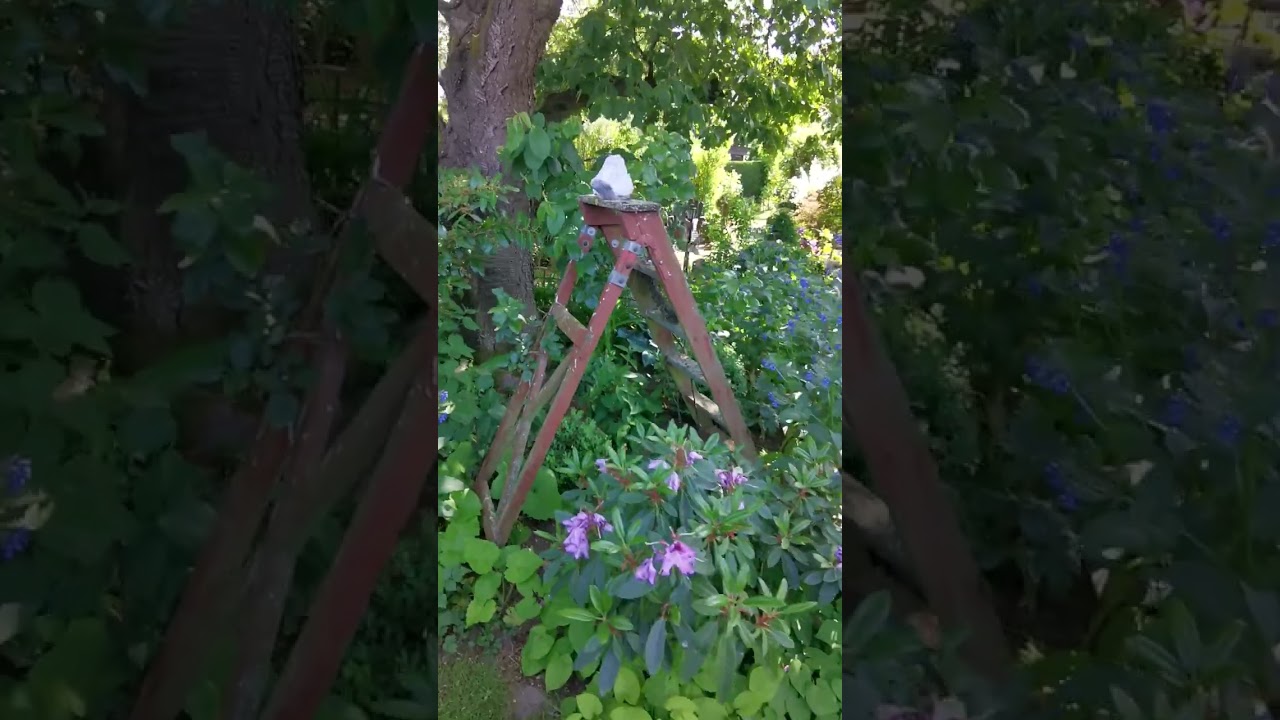 offener Garten 2023