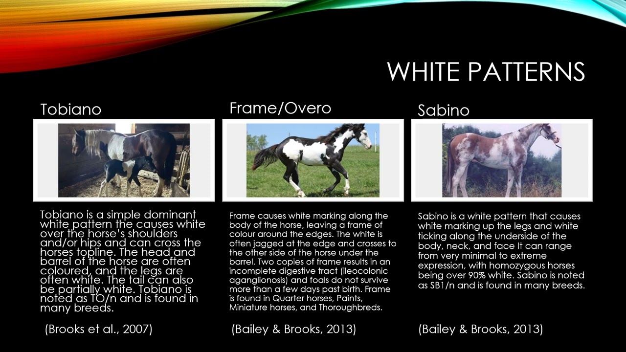 Equine Coat Colour Genetics with audio
