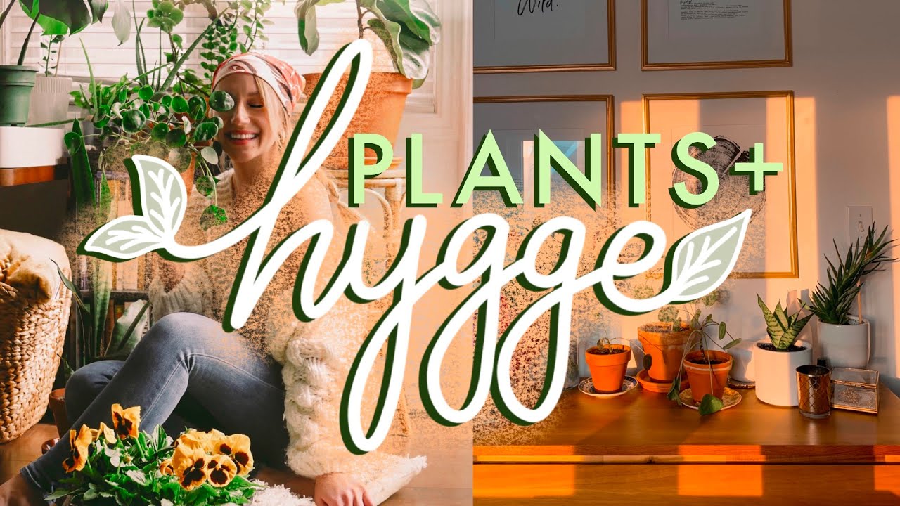Hygge Home 🌿7 Best Plants for Hygge Lifestyle