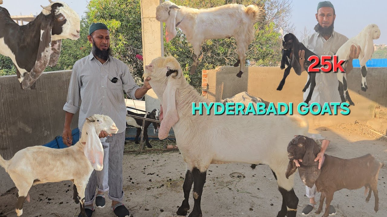 Hyderabadi Breedline Goats Available in hyderabad Janasheen Line ke hai Goats is main 