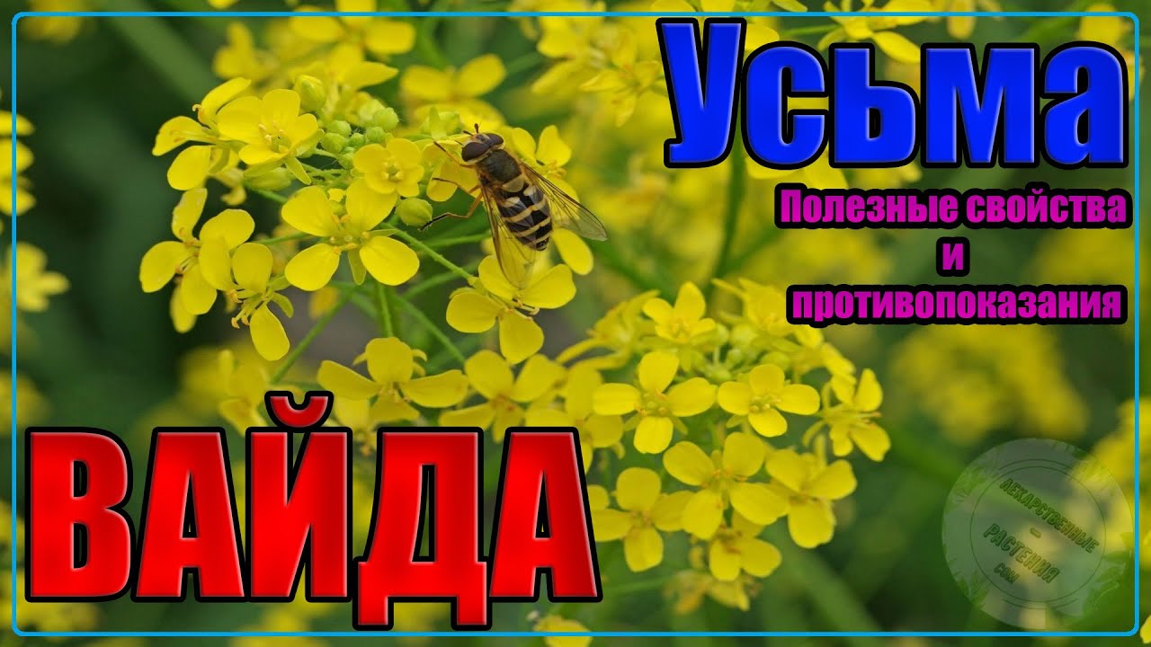 ВАЙДА КРАСИЛЬНАЯ свойства и противопоказания | УСЬМА РАСТЕНИЯ - целебные свойства травы