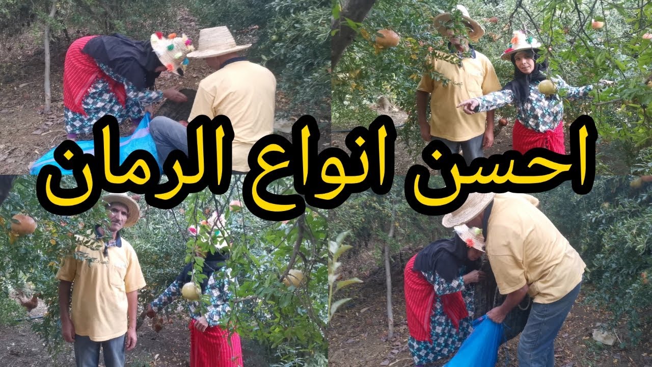 واش فعلا رمانة مغمظة غادي نعرفو حقيقة المثل مع باعبدالقادر ومي فاطمة