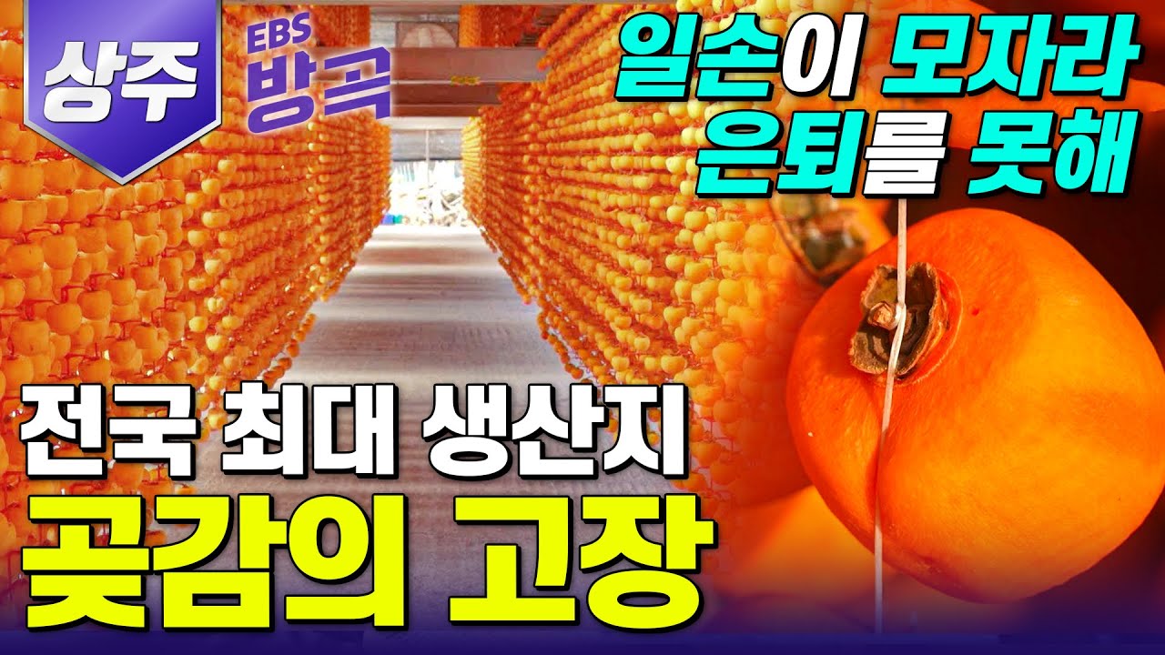 [경북 상주] 전국 곶감의 절반을 생산하는 상주의 가을 풍경 | 곶감특구 남장마을 | #고향민국 #방방곡곡