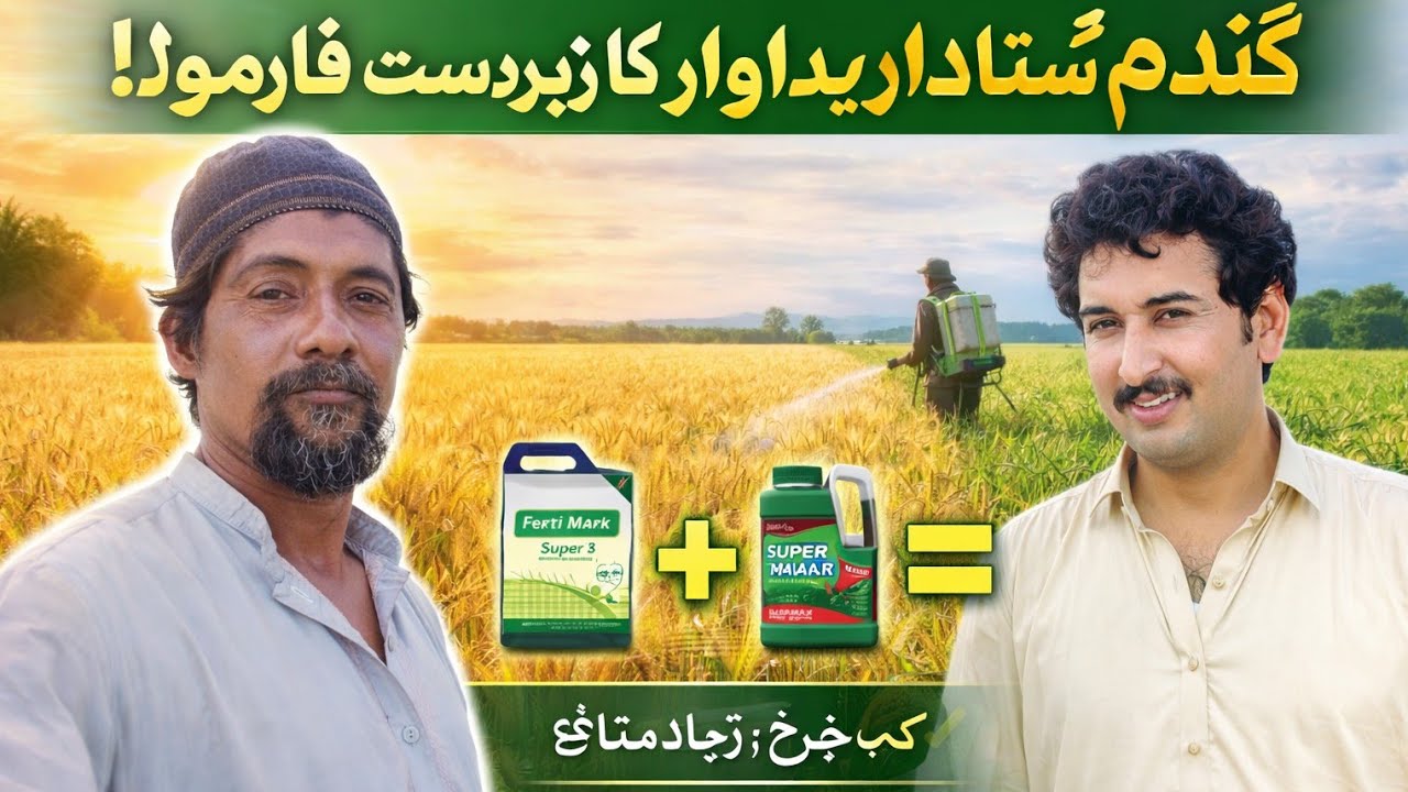 السلام علیکم کسان بھائیوگندم کو بنائیں سونا 🌾 آزمودہ زرعی نسخہ | گندم کی زیادہ پیداوار کا آسان طریقہ