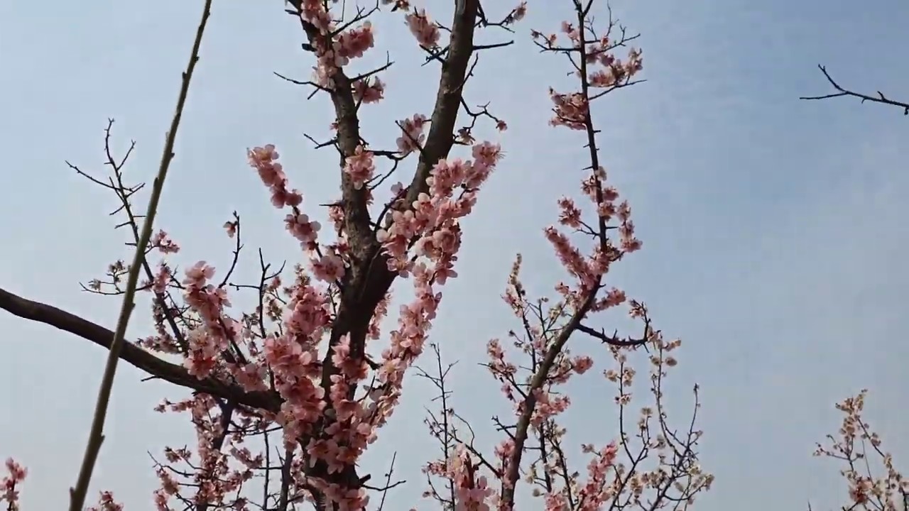 봄날은 간다 - 신유 (다산동)