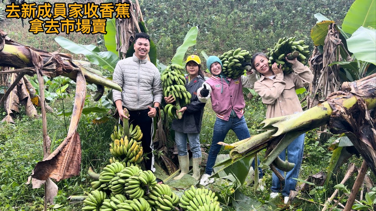 去新成員家收香蕉拿去市場賣，我們團隊賺到2000台幣了，準備去台灣旅遊了。