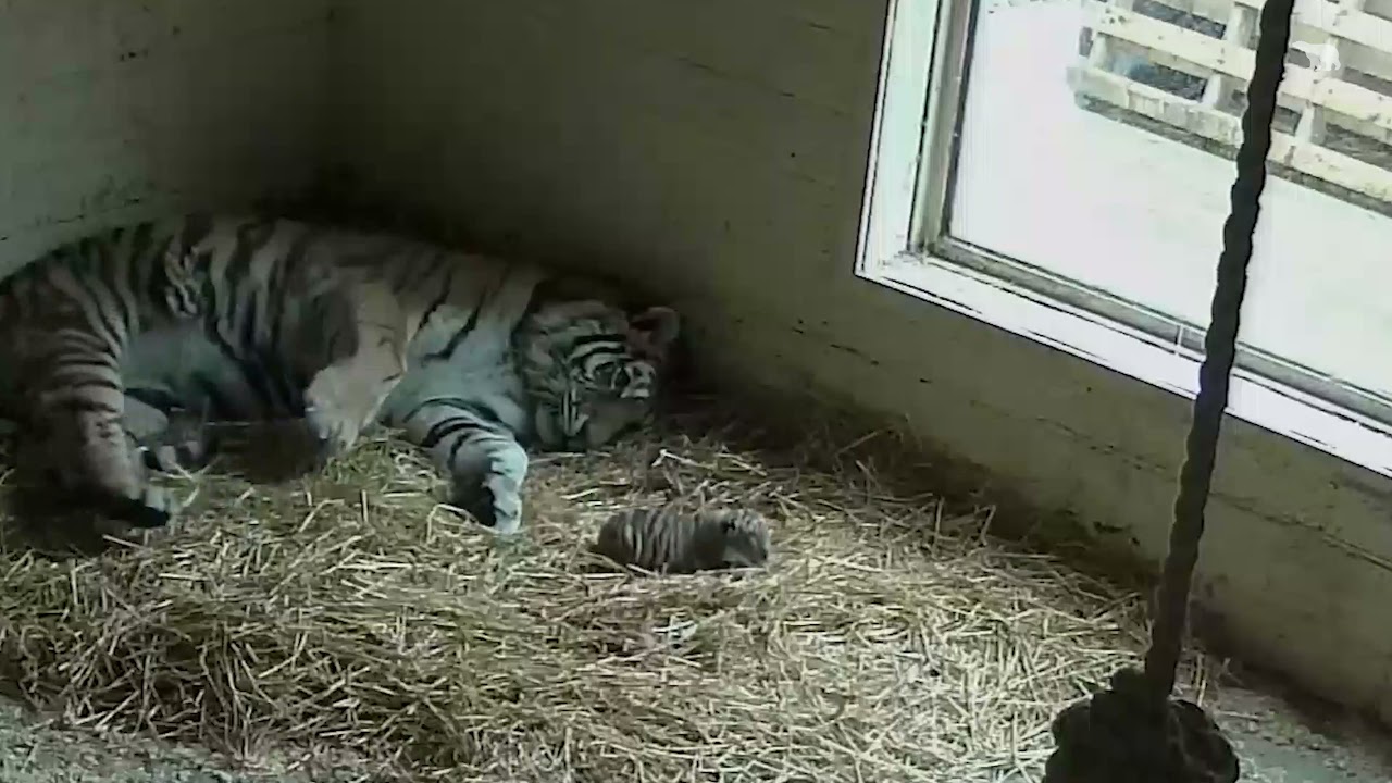 Tiny Amur tiger cubs | Highland Wildlife Park