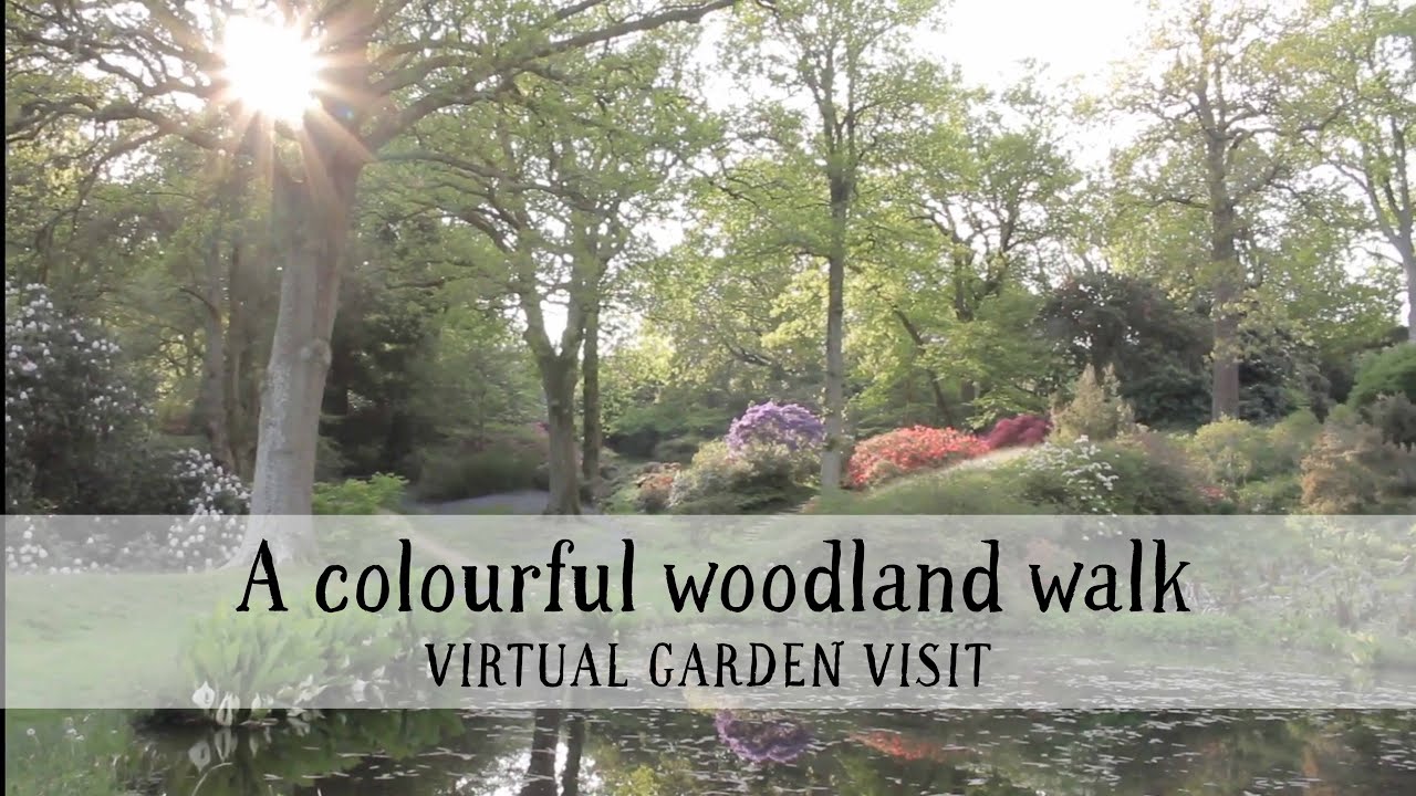 A colourful woodland walk at High Beeches, West Sussex