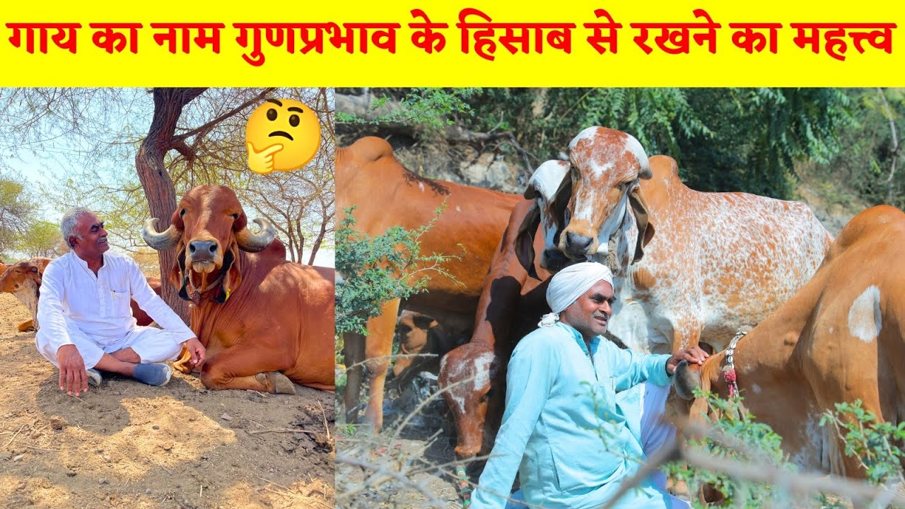 गाय का नाम गुणप्रभाव के हिसाब से रखने का महत्त्व ।