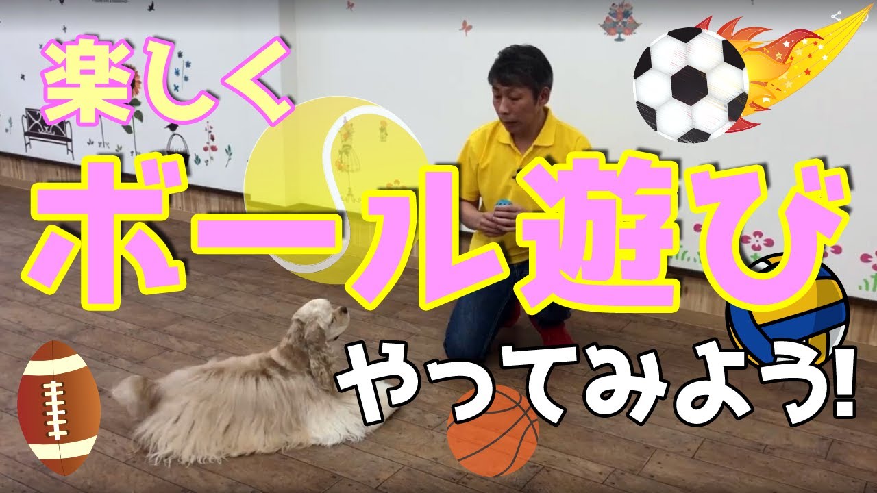 ボール遊びをやってみよう！愛犬と上手に遊んでストレス解消！