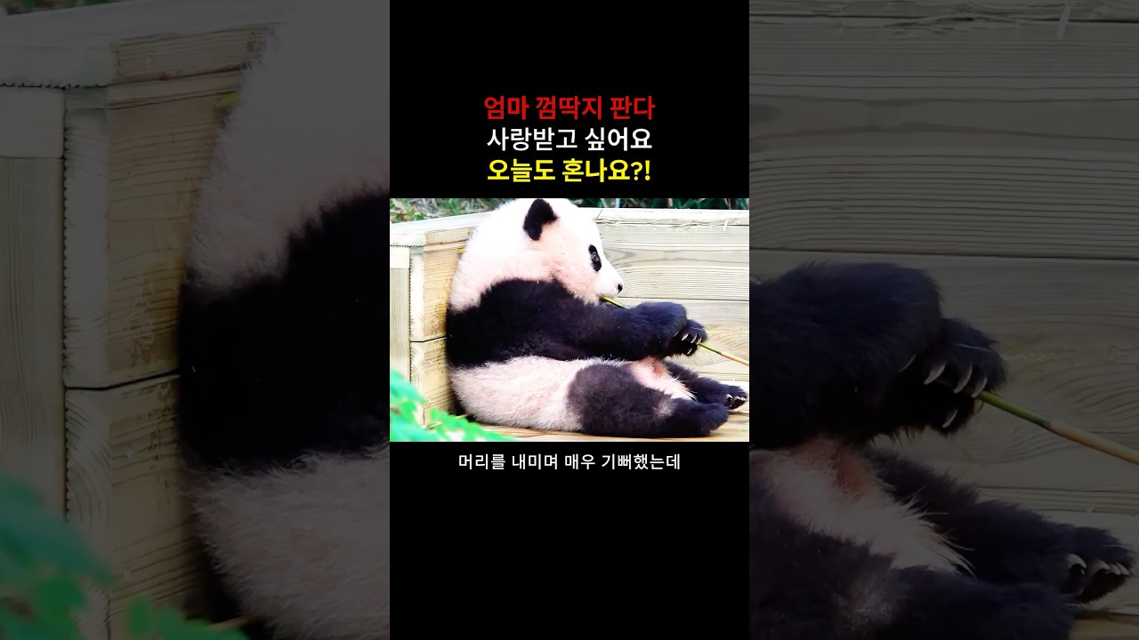 사랑스러운 판다와 다정한 사육사의 교감 #판다 #판다귀여움 #판다일상 #판다사육사 #판다사랑