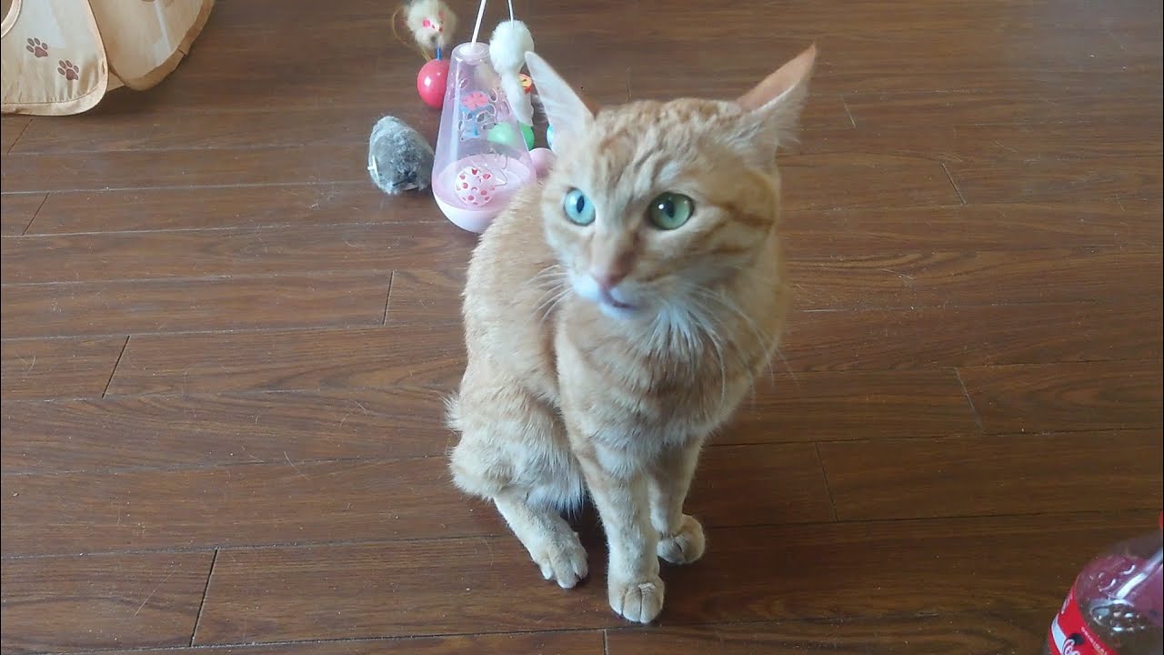 猫の日　2026   #cat #cute #cutecat #orangecat #猫 #かわいい #かわいい猫 #茶トラ #へそ天 #癒し 