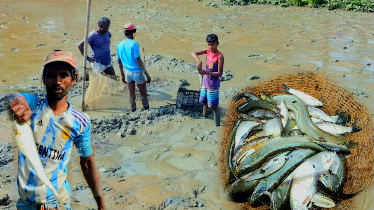 Traditional Fishing System In the Village - Gram Bangla - Daily Village Life.Sylhet jogannathpur.