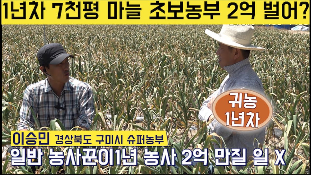 [한국농수산TV] 1년차 마늘 초보농부가 7천평에서 2억 수익 올린 사연!! 경북 안동