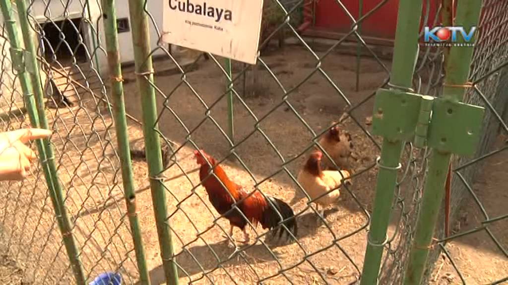 Kurze ZOO  Pana  Jakóbczyka