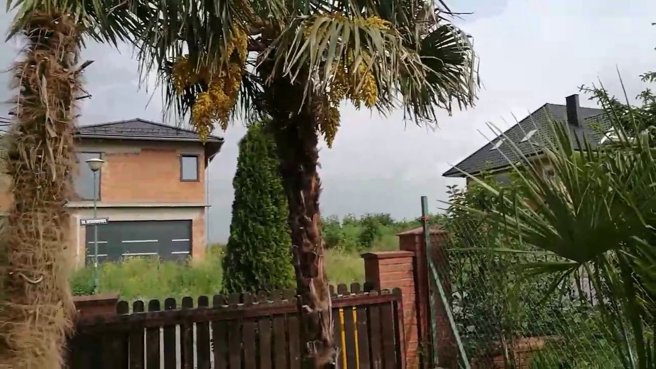 Bestpalm TV. Jak kwitną palmy w Polsce