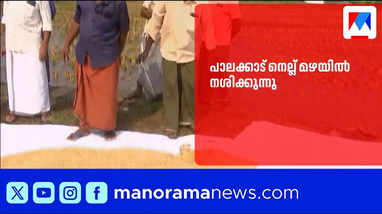 പാലക്കാട് 138 ക്വിന്റൽ നെല്ല് മഴയിൽ നശിക്കുന്നു | Palakkad
