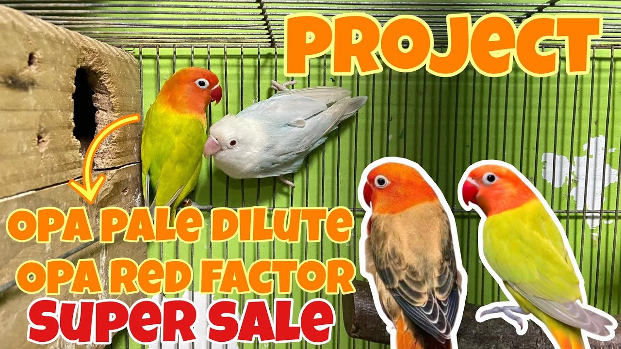 OPALINE RED FACTOR AT GREEN OPALINE DILUTE PALE FALLOW SA BULACAN PET MARKET - VLOG 84