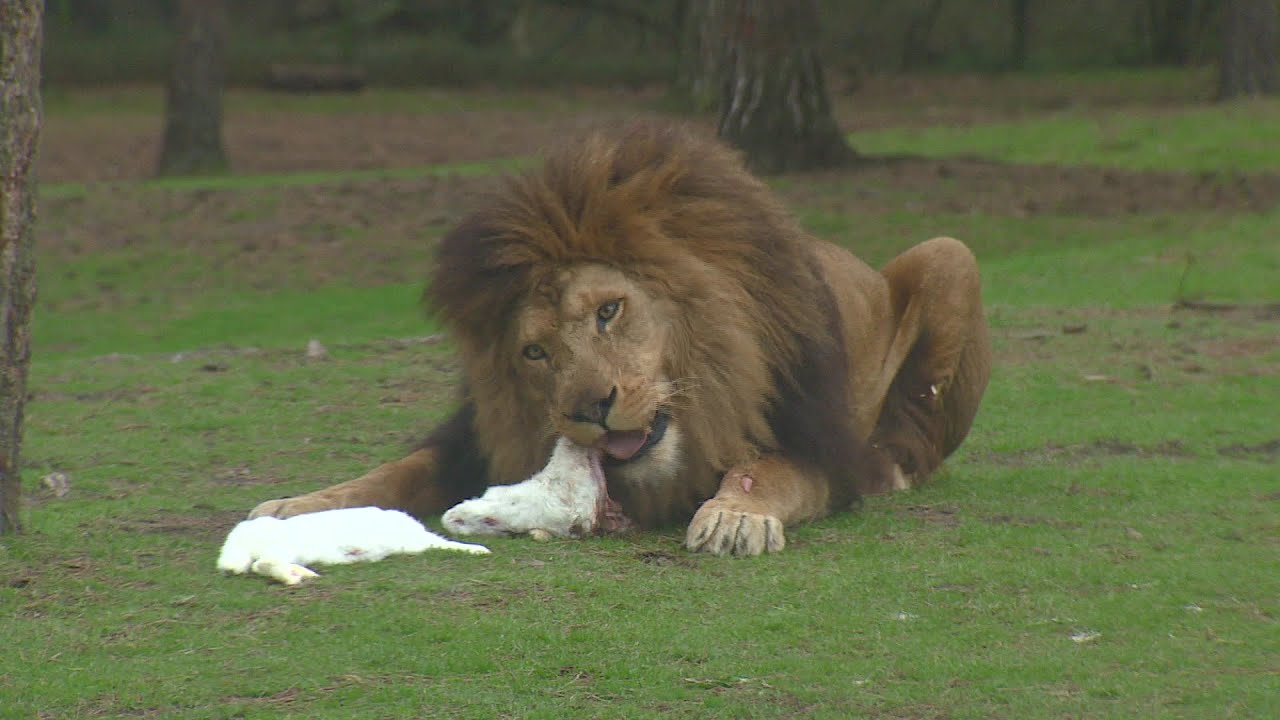 Konijnen als feestmaal voor leeuwen in Safaripark Beekse Bergen