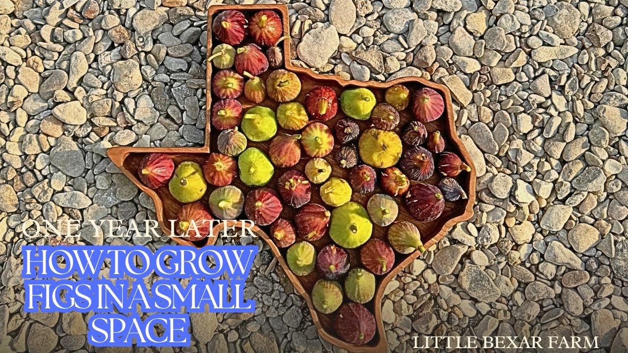One Year later: How to grow figs in a small space.