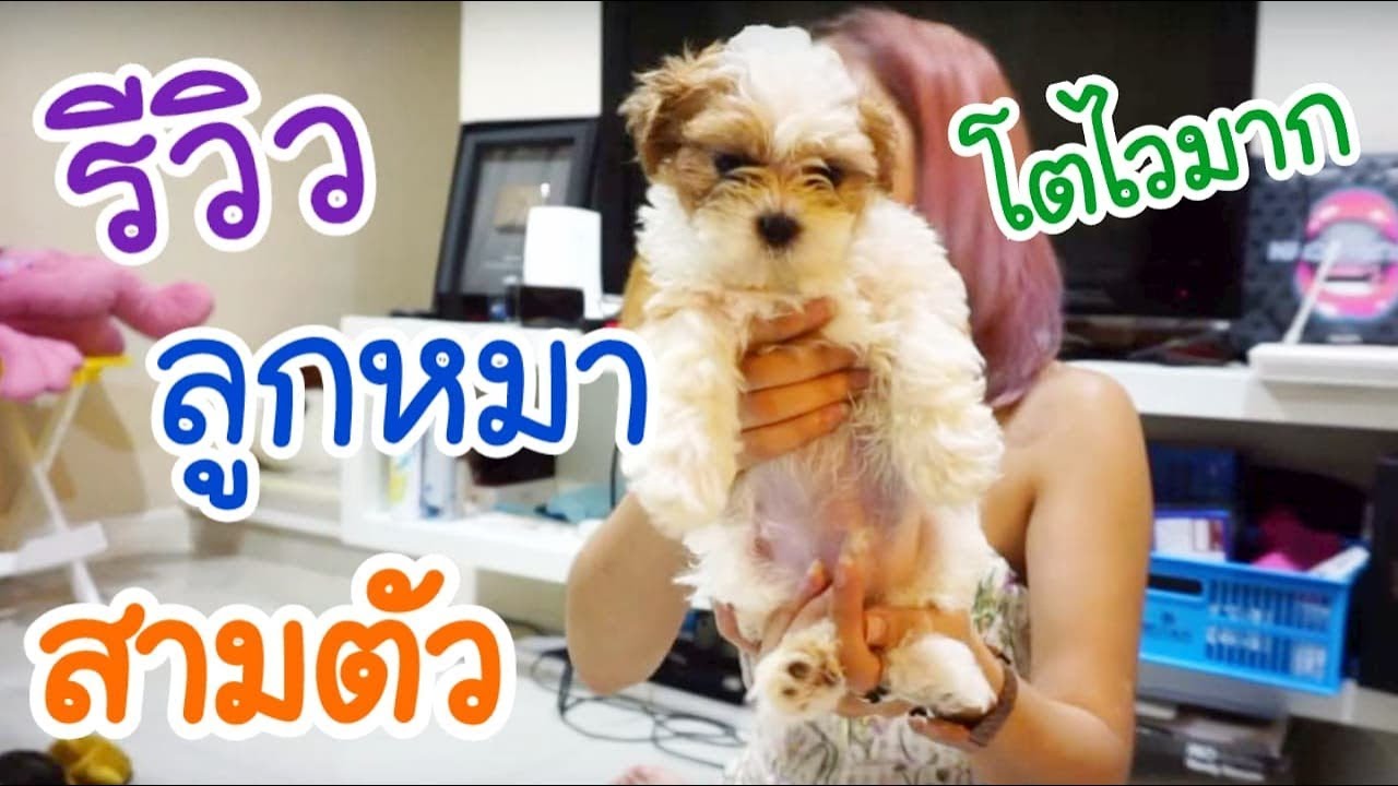 รีวิวลูกน้องปั้นหยา  หมา 3 ตัว  | น้องปั้นหยา