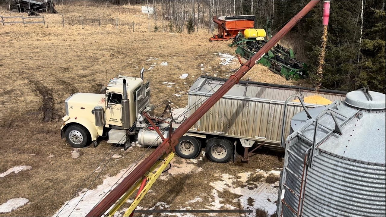 Loading corn and hauling it to the elevator