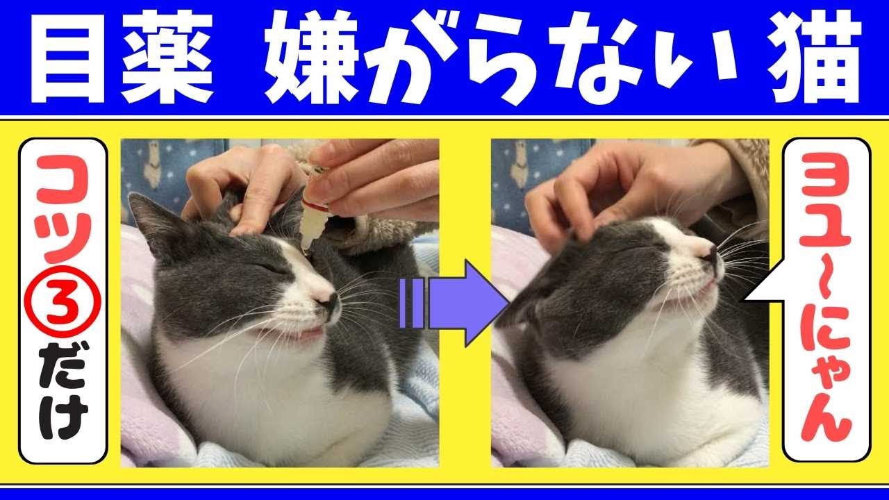 うちの猫は目薬で暴れない嫌がらない【目薬をさすコツ３つ】