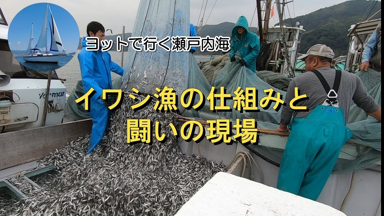高齢者もワクワクした　イワシ漁の舞台裏