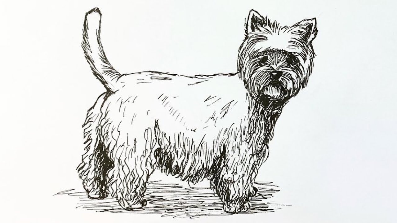 Неделя собак: как нарисовать вест-хайленд-уайт-терьера