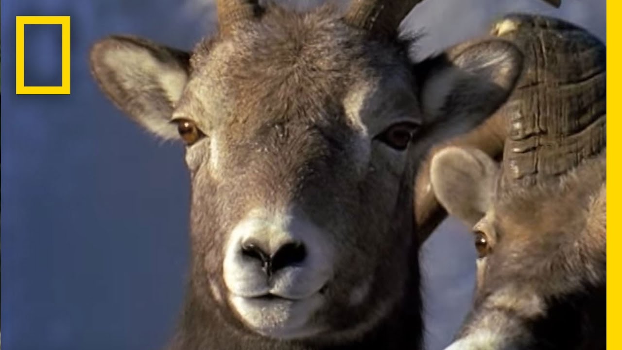 Ram Rumble | Animal Winter Games