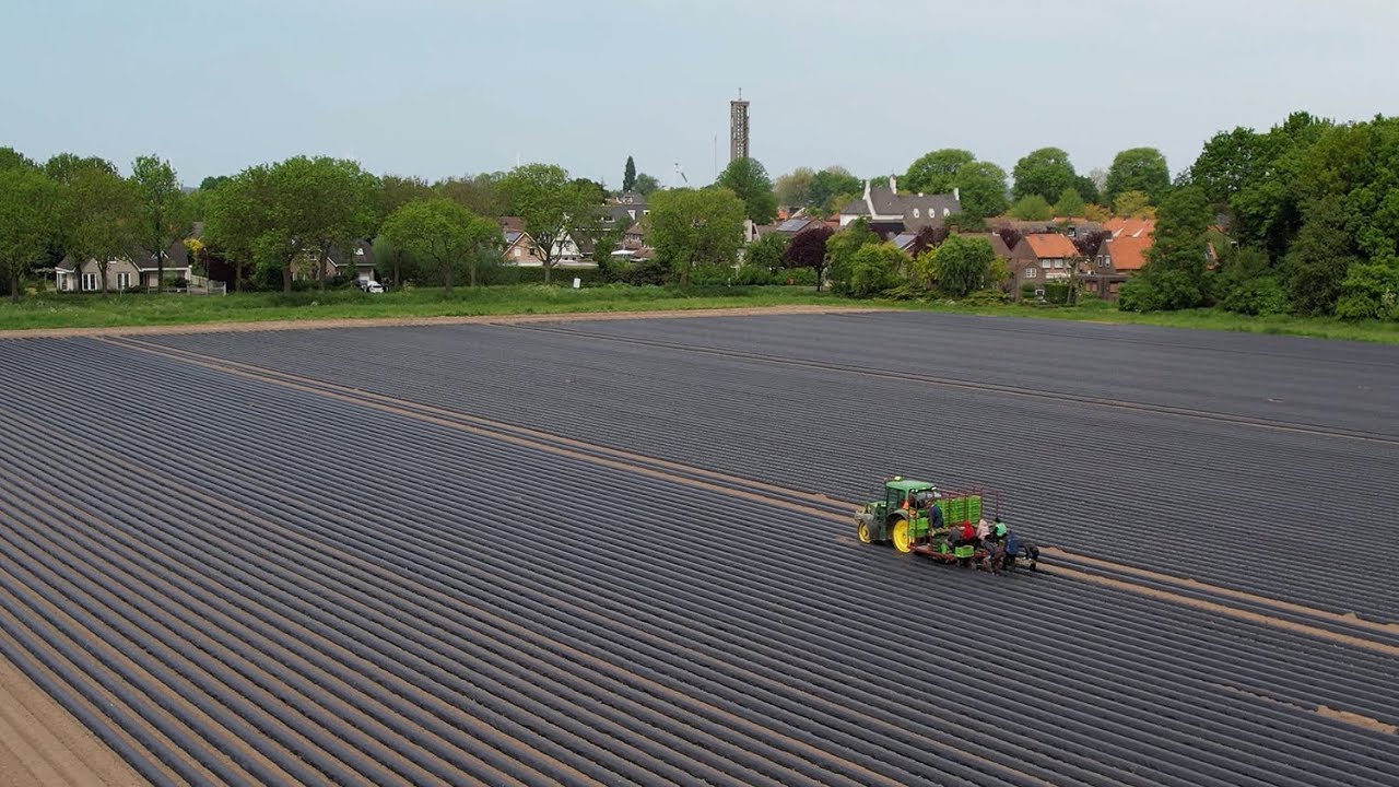 Hollandse zoete aardappel van Rungis