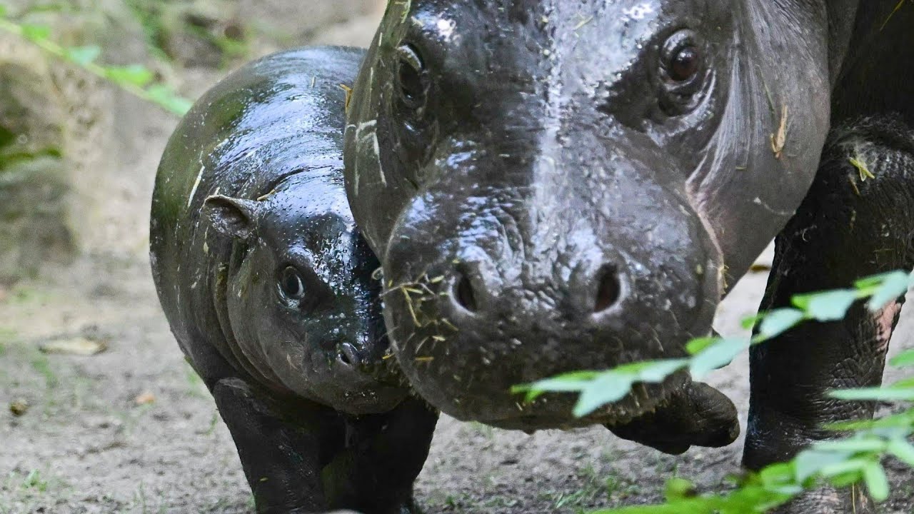 Abschiedswoche: Zwergflusspferd Toni verlässt Berliner Zoo