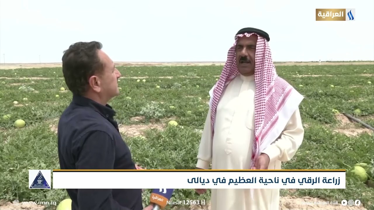 زراعة الرقي في ناحية العظيم في ديالى