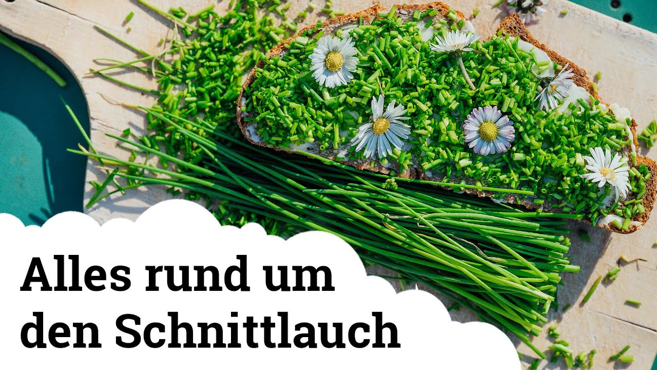 Der Schnittlauch | Die wichtigsten Tipps zum Pflanzen, Vermehren, Pflegen und Ernten 🌱
