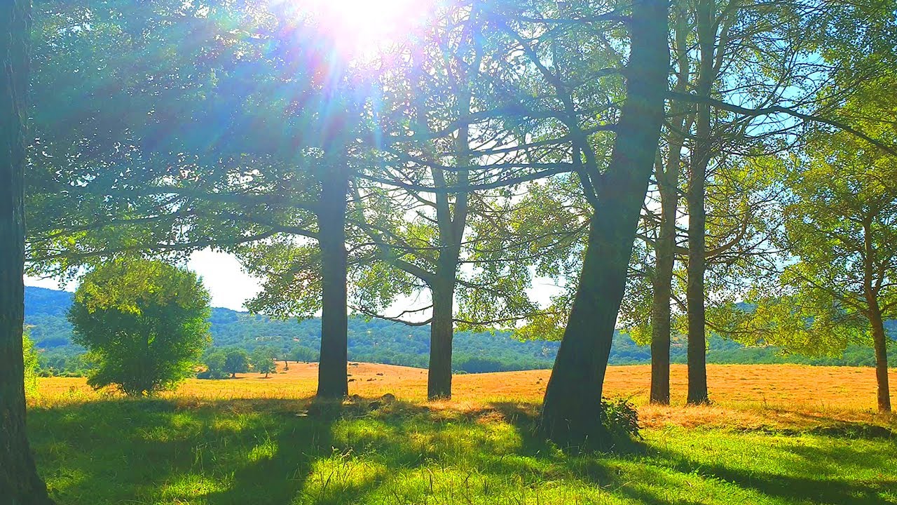 Relaxing Nature Meditation 🌳 Calming SUMMER Ambience 🌳 Healing FOREST Sounds on a Lovely Sunny Day