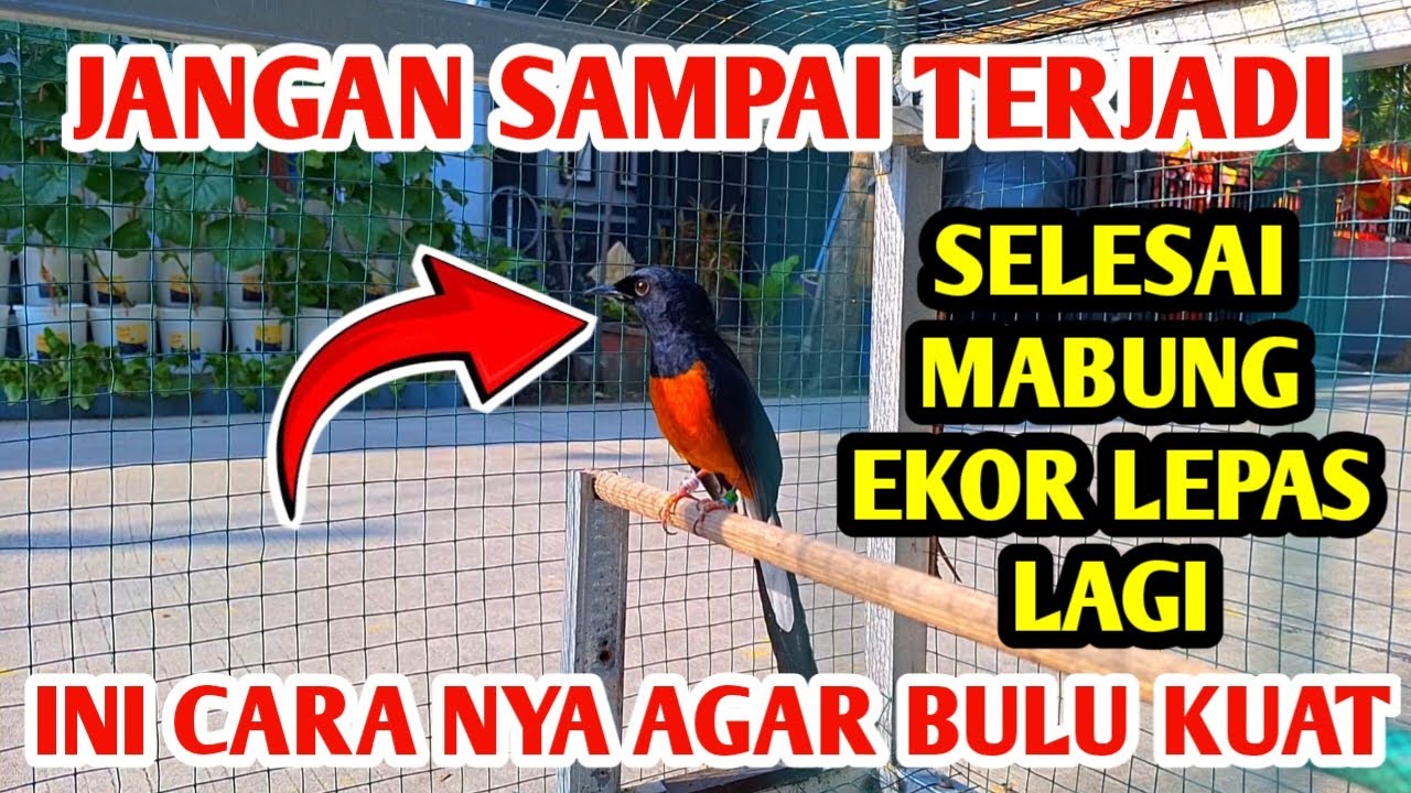 WADUH‼️SELESAI MABUNG EKOR MURAI BATU LEPAS‼️INI SOLUSI DAN PENYEBABNYA