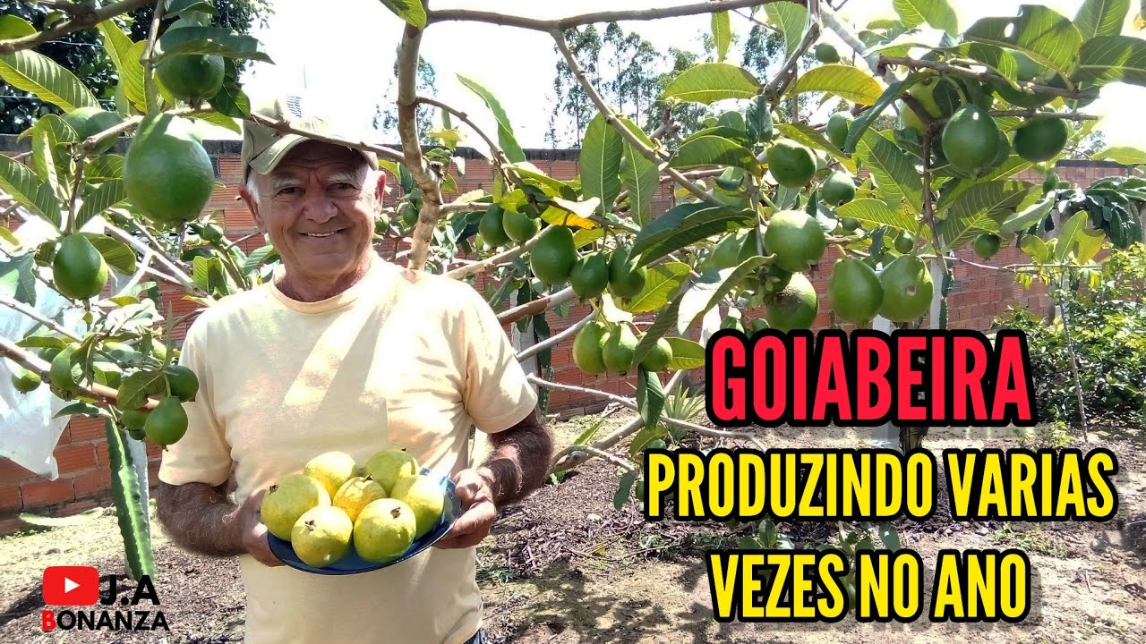 Técnica para GOIABEIRA PRODUZIR várias vezes no ano?!