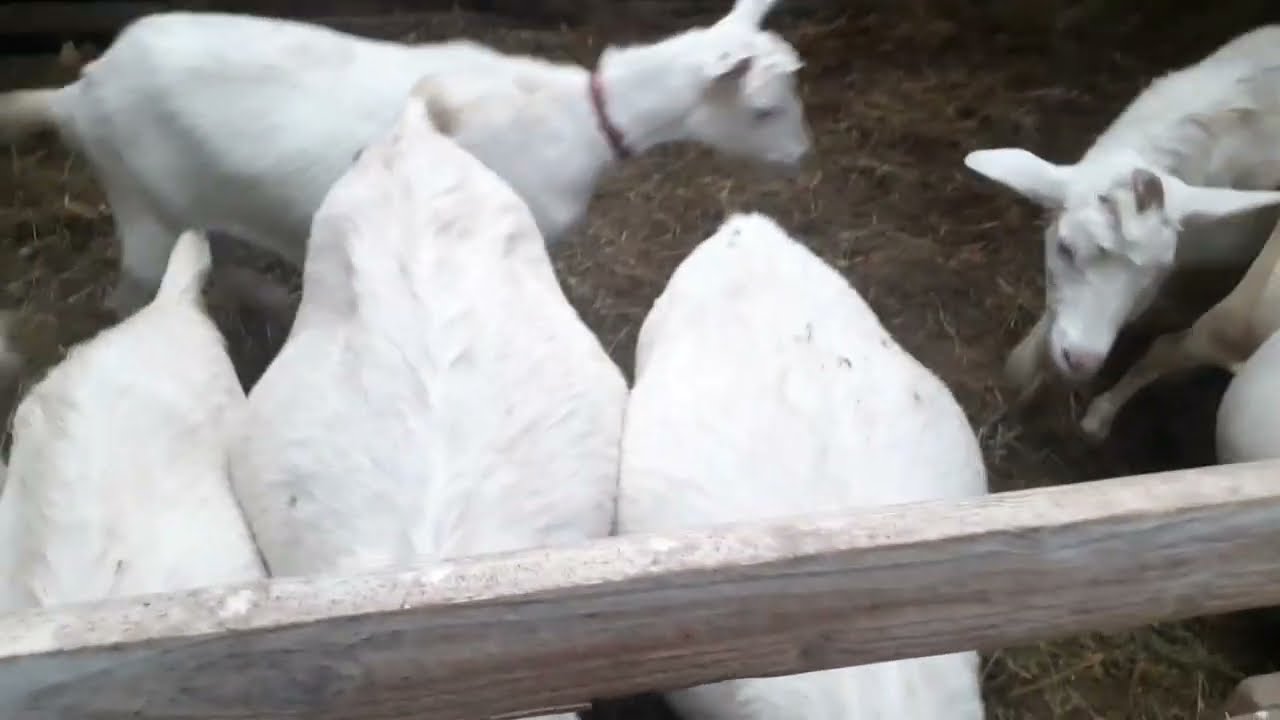 Unde și cum creștem caprele iarna !