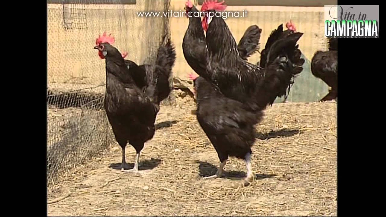 Gallina ovaiola: la scelta della razza