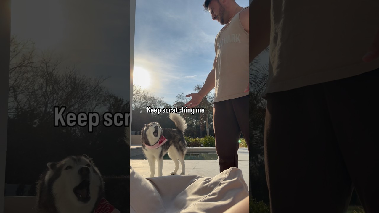 My Husky Loves When I Come Home 🥰