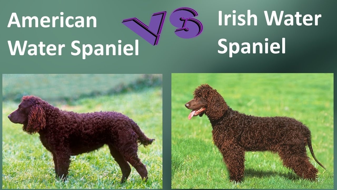 American Water Spaniel VS Irish Water Spaniel - Breed Comparison