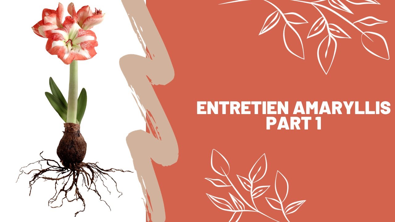 Entretien Amaryllis Partie 1