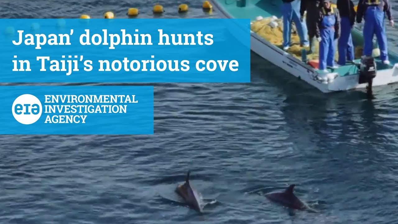 New footage from Japan of dolphin hunts in Taiji's notorious cove