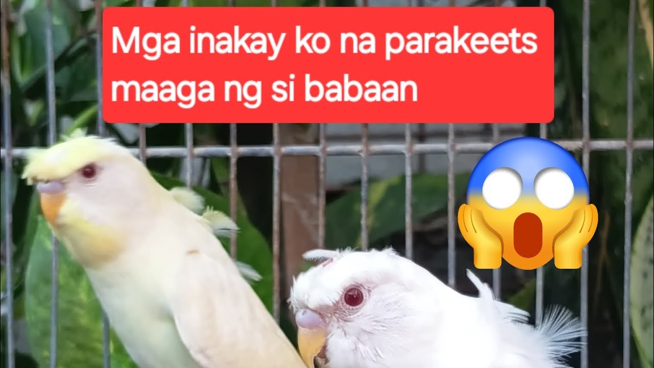 Mga inakay  ko na parakeets  maaga nag si babaan.😱😱😱