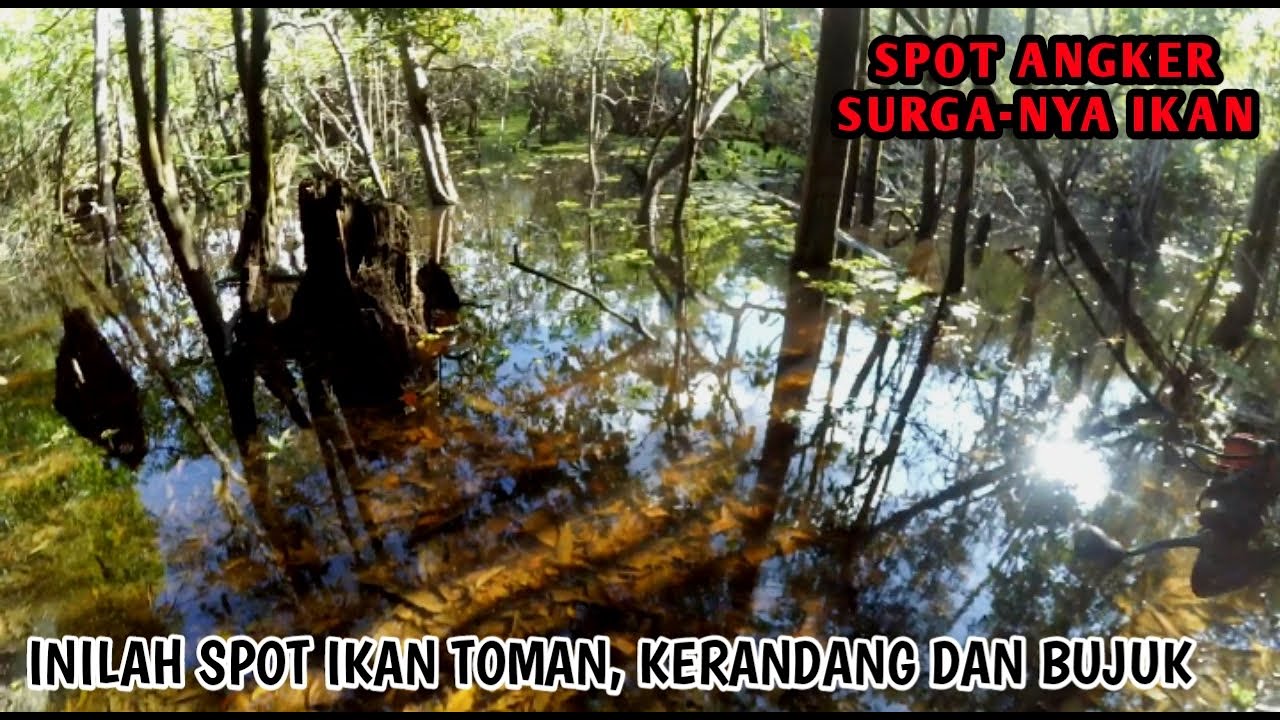 IKANNYA PADA NGUMPUL DISINI | CASTING IKAN TOMAN, KERANDANG DAN BUJUK || LANA FISHING TRIP