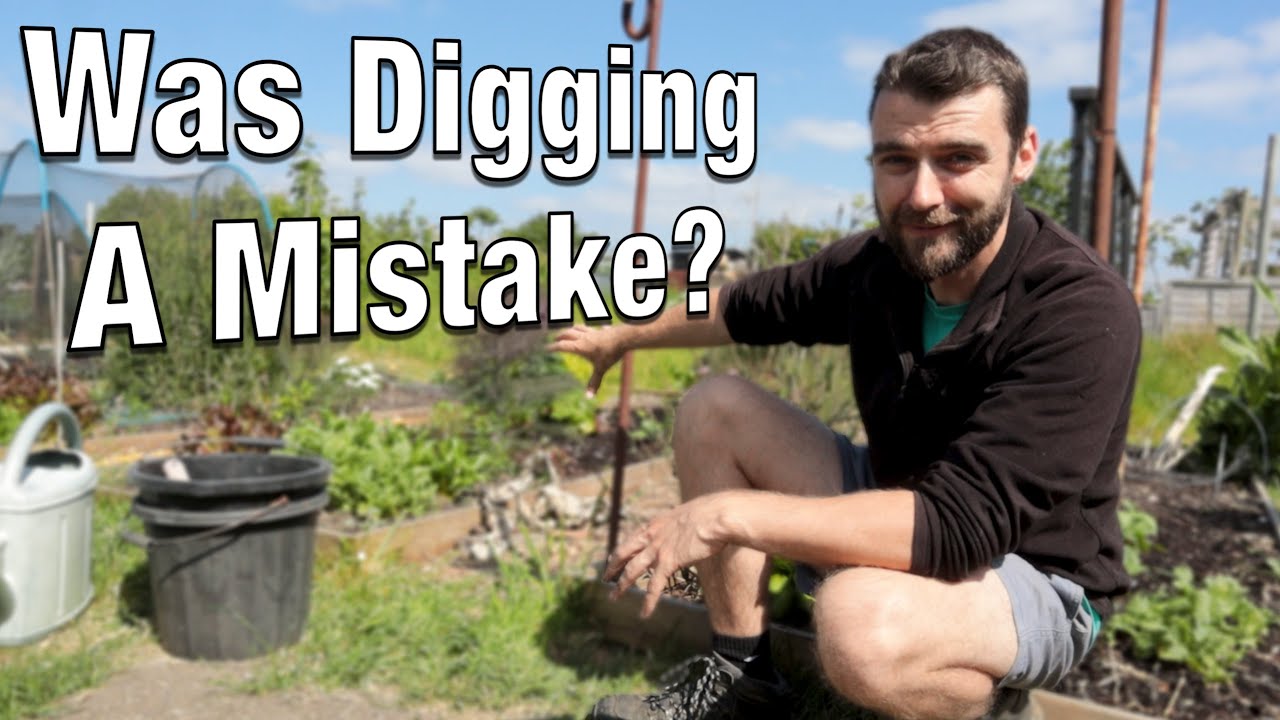 No-Dig Vs. Dig - The Initial Results | Tomatoes, Beans, Courgette Planting